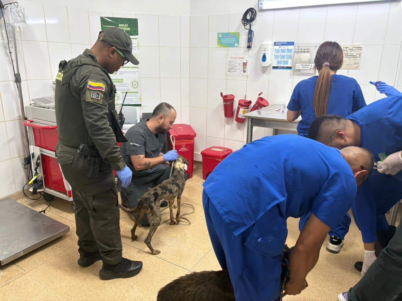 Rescatan 10 perros en condiciones de maltrato en Bello Oriente, Medellín