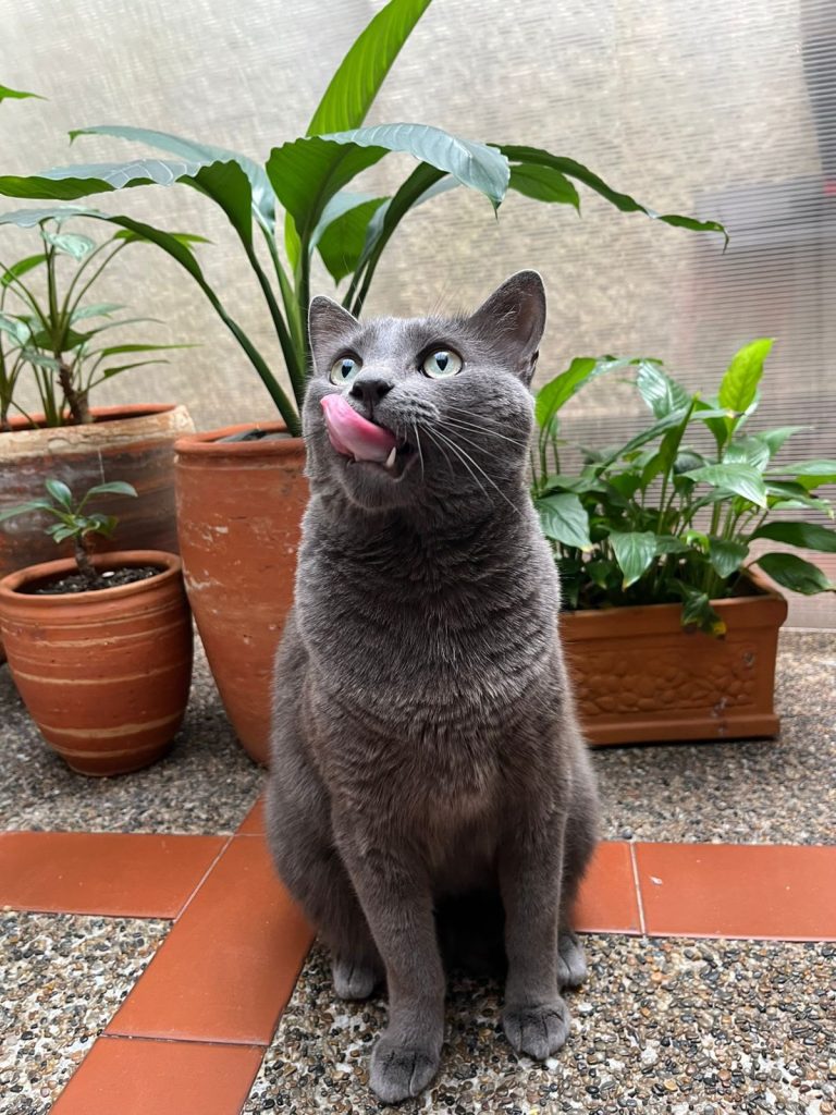 Avalón, el gato desaparecido