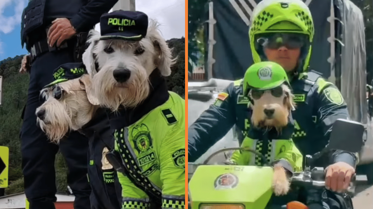 Conozca a 'General' y 'Teniente' los perritos policías que recorren las calles
