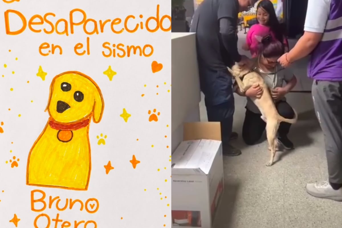 Un dibujo lleno de esperanza: niña encontró a su perro Bruno tras desaparecer durante el terremoto en Cali