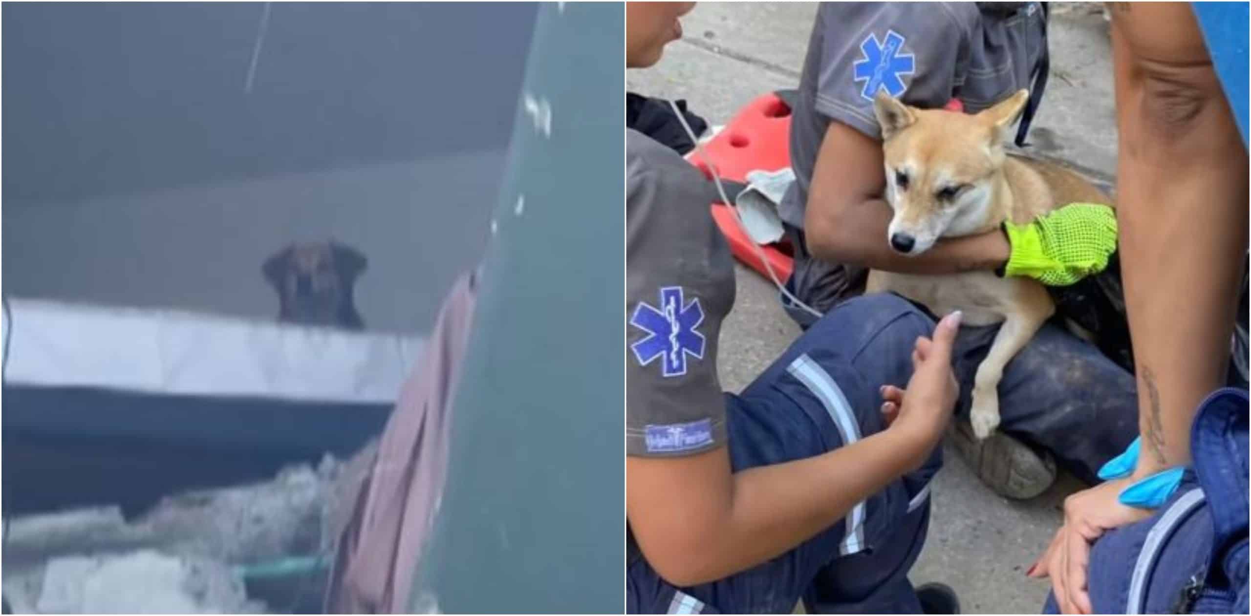 Durante la emergencia por el terremoto han logrado rescatar 99 mascotas