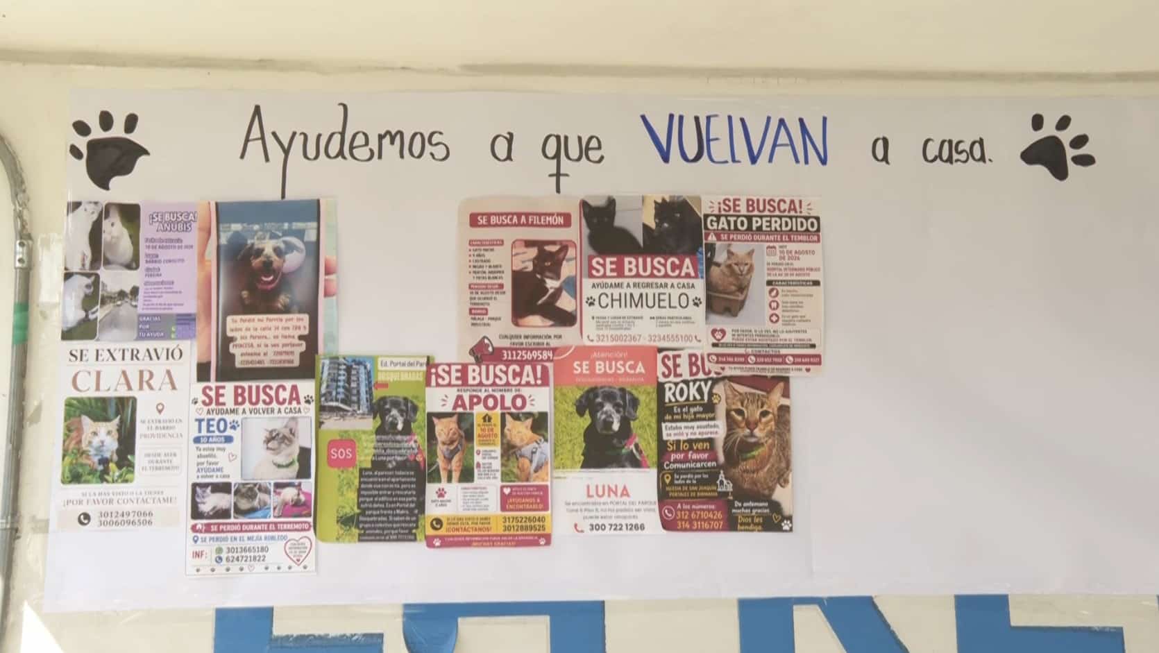 En este mural publican las mascotas perdidas luego del terremoto en Pereira