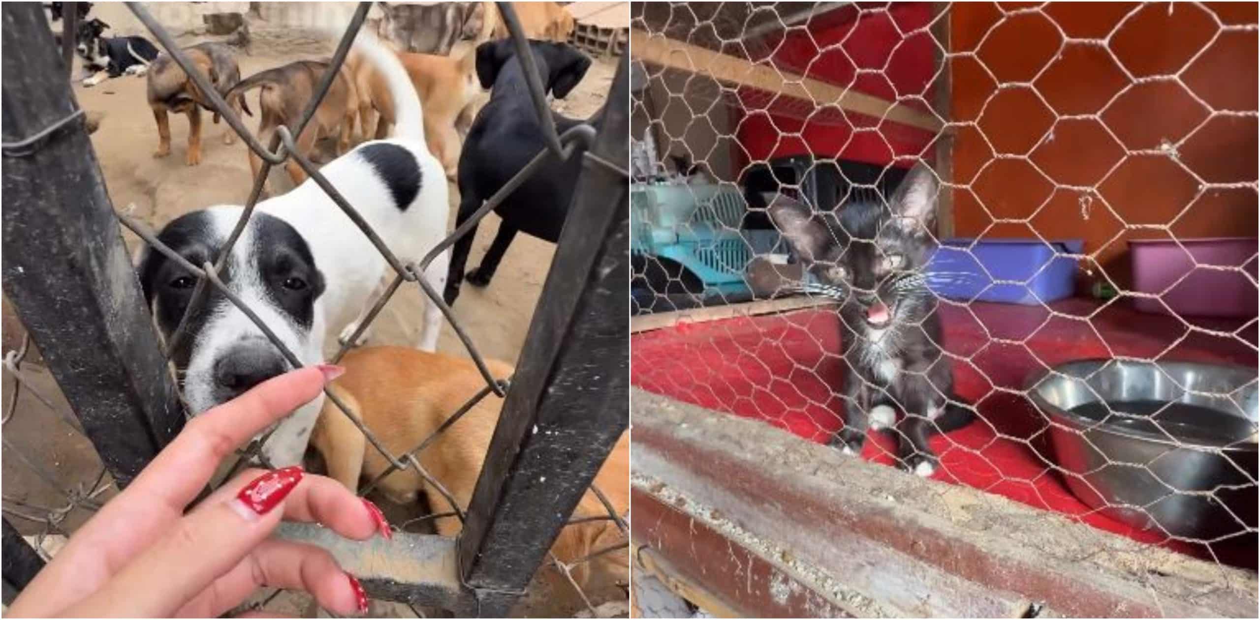Fundación de perritos y gaticos resultó afectada por el terremoto y busca lugar tras desalojo