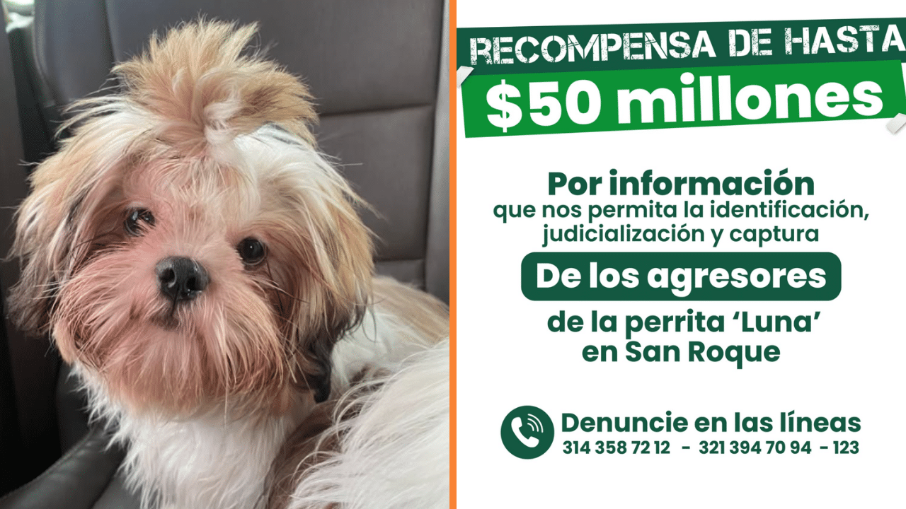 Gobernación ofrece $50 millones de recompensa para capturar a los responsables del caso de la perrita Luna