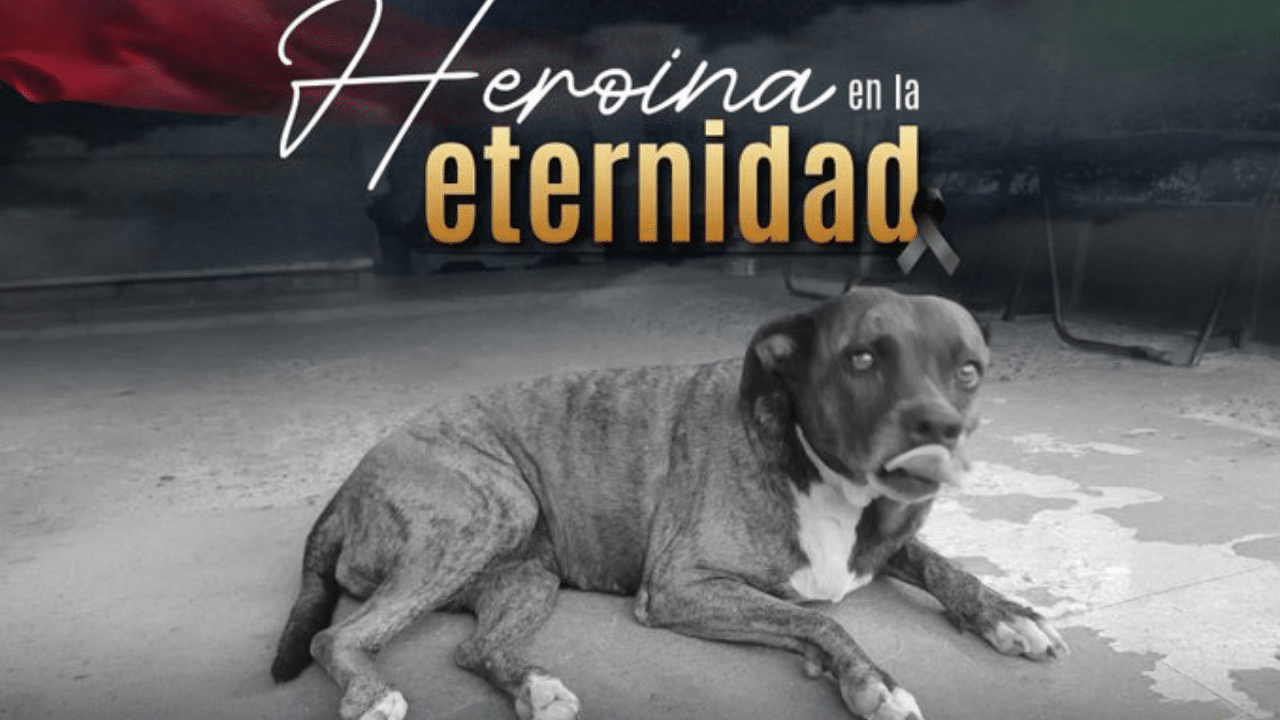 'Gorda', la perrita que acompañó por ocho años a la Policía, murió en el atentado de Cúcuta