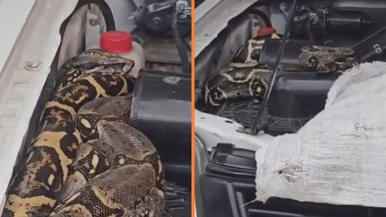 Hallan una enorme serpiente boa escondida bajo el capó de un carro