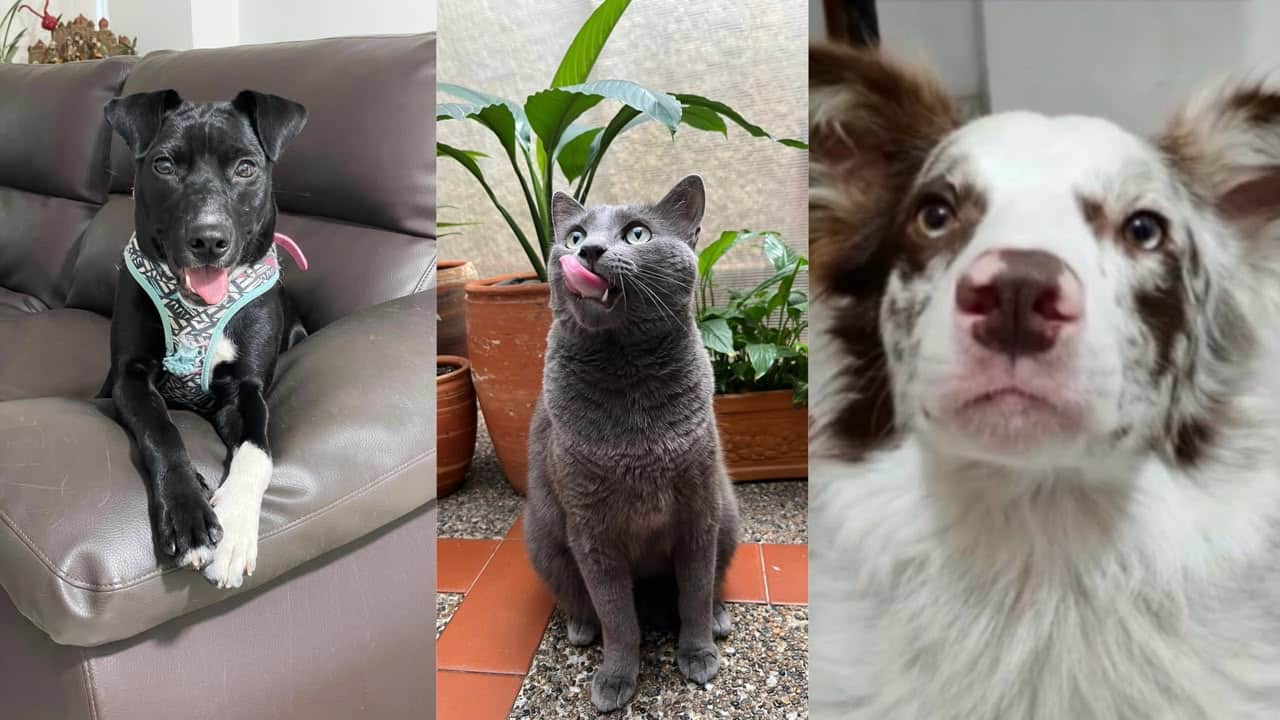 Mascotas perdidas tras el fuerte sismo en Medellín