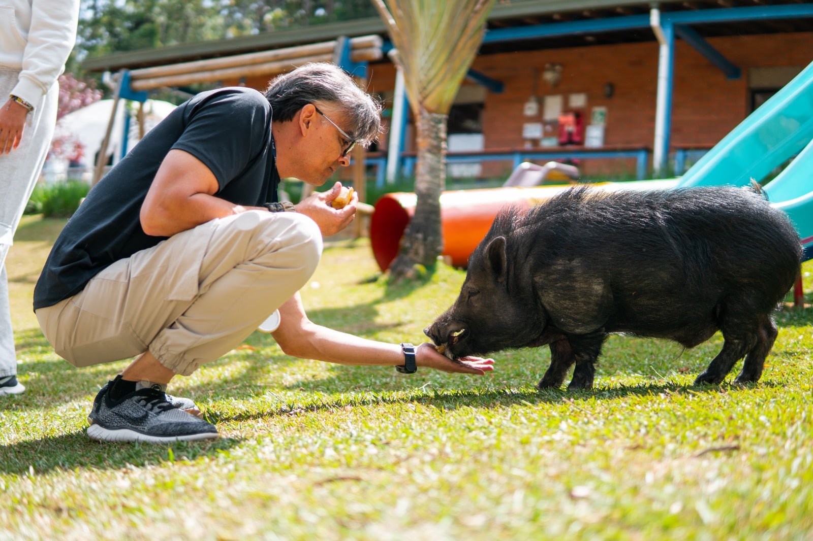 Minipig rescatado por maltrato es la mascota de un colegio en Las Palmas