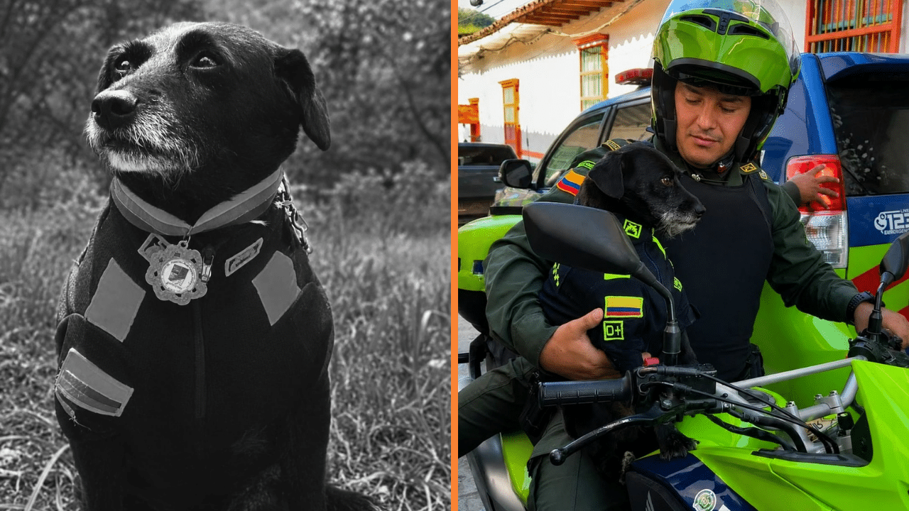 Murió 'Barbas', el querido perrito que estuvo junto a la Policía de Concepción por 13 años