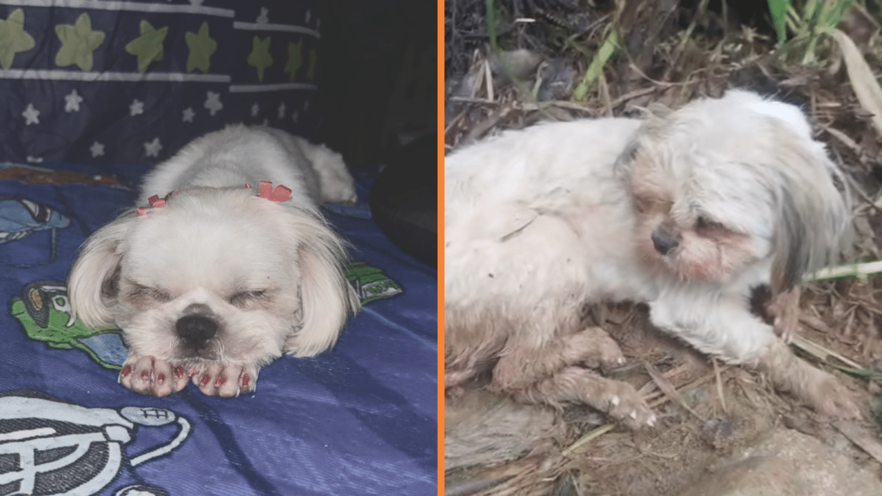 Piden justicia para Luna: perrita que murió luego de ser raptada a su familia, abusada y golpeada