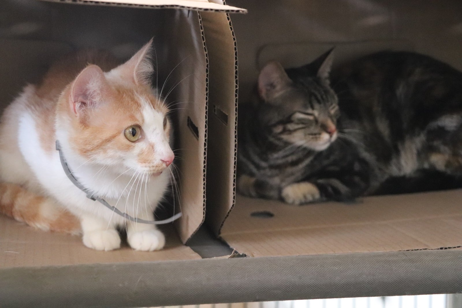 Jornada de adopción de gatos en Medellín