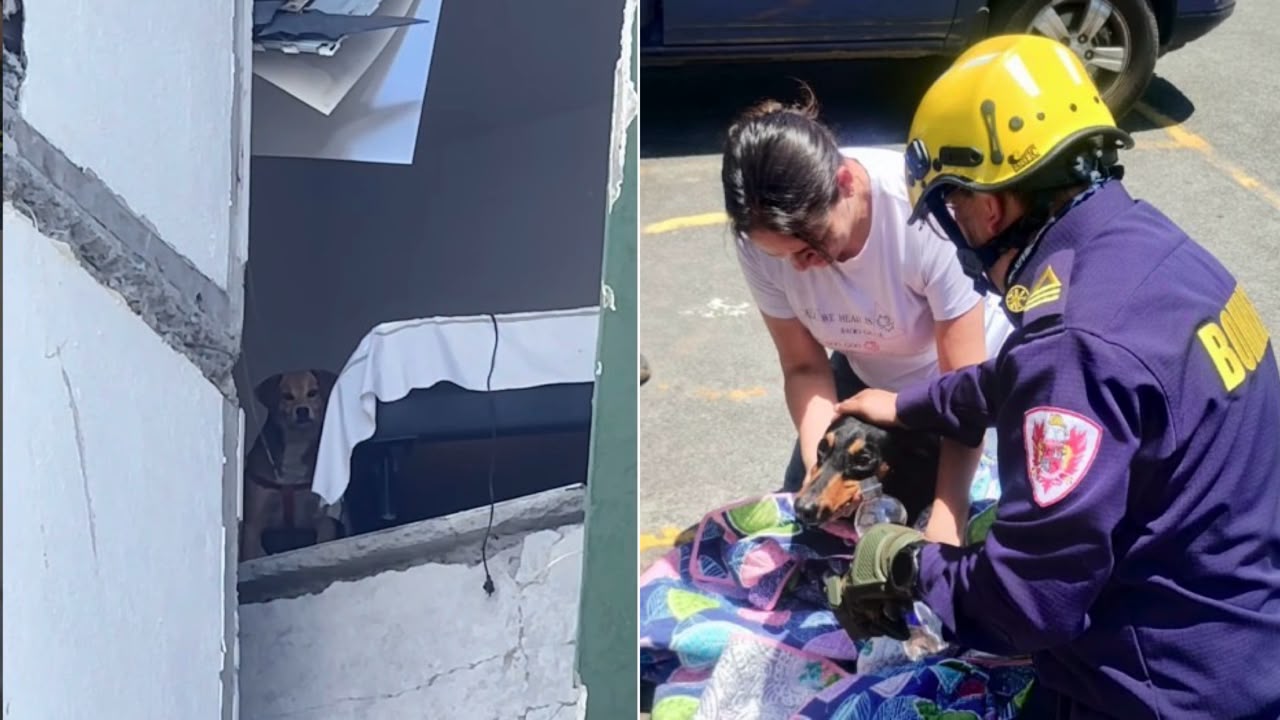 Rescatan a dos perros atrapados en una unidad residencial de Pereira tras el terremoto