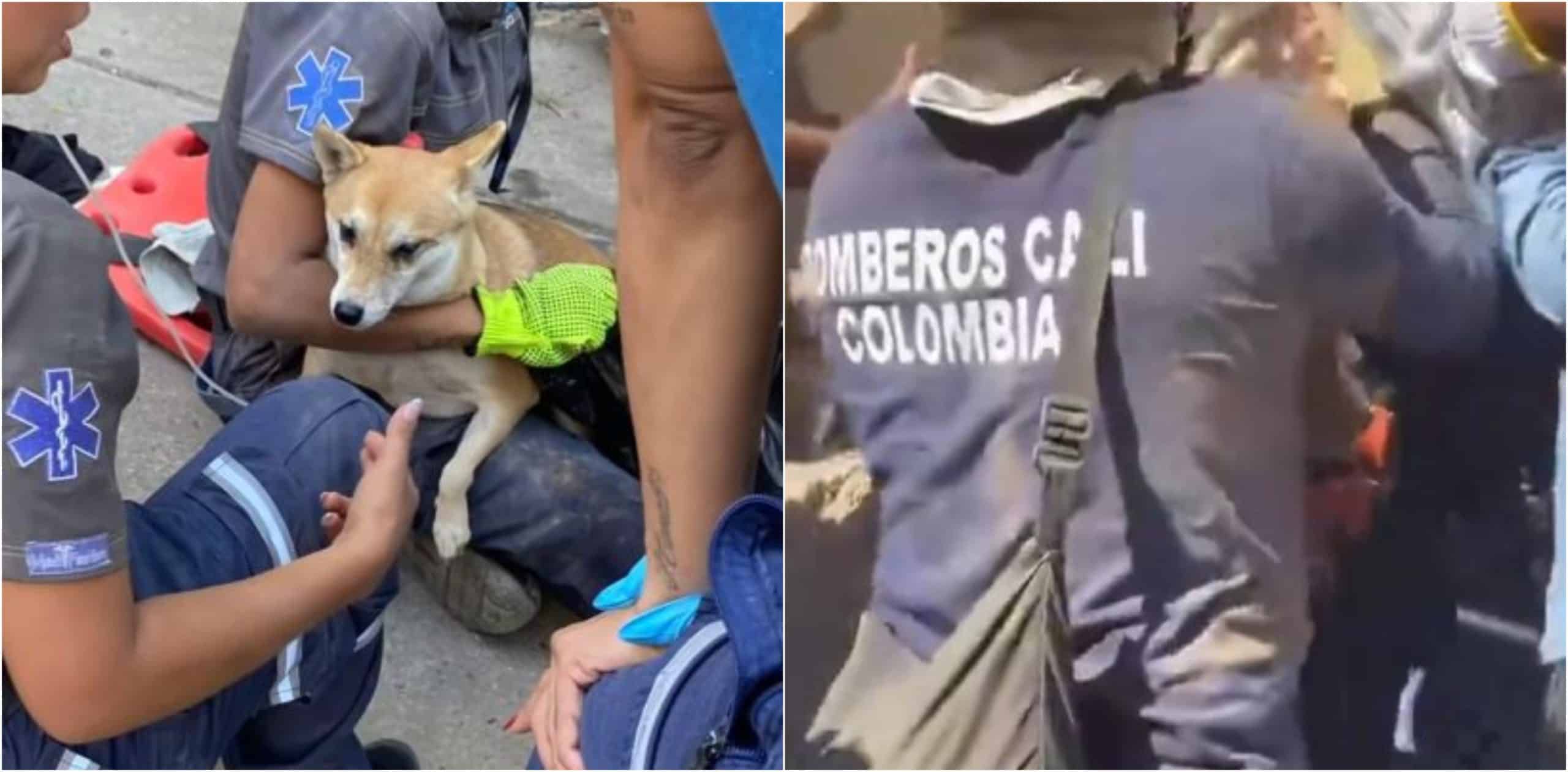 Rescatan con vida a un perrito atrapado bajo los escombros en Cali