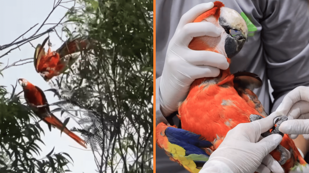Rescate de una guacamaya en Robledo: un acto de solidaridad animal