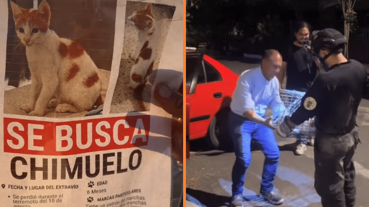 Tras perder su madre en el terremoto, familia de Cali recupera su gato 'Chimuelo' luego de 10 días entre escombros