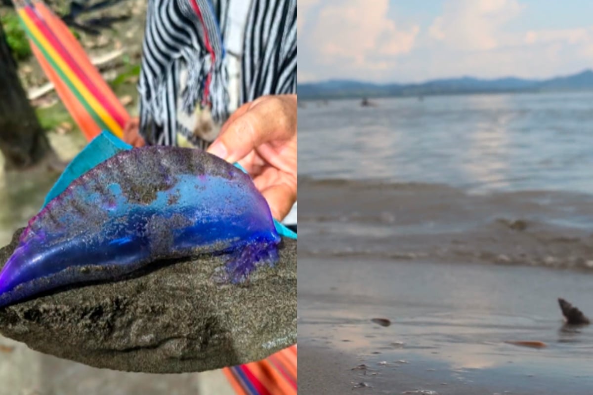 Alerta en playas de Urabá por presencia de aguámala