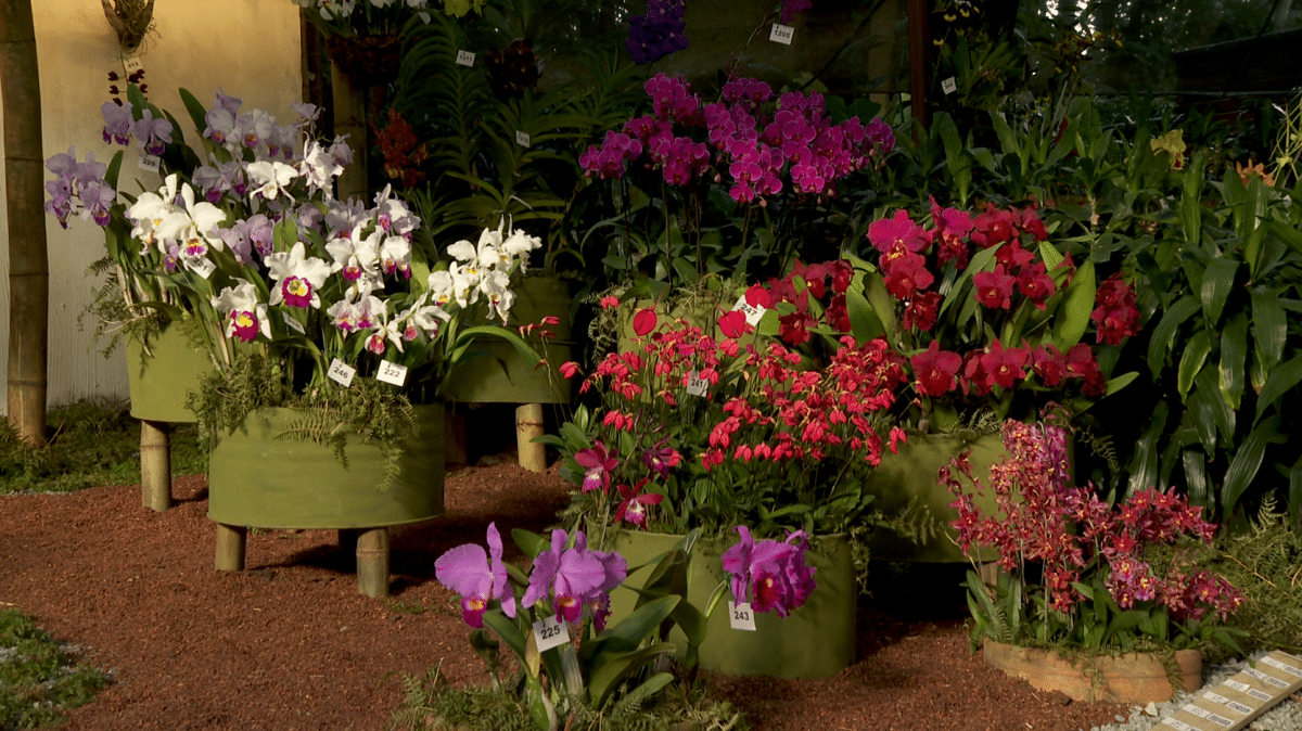 El Jardín Botánico se viste de flores con 