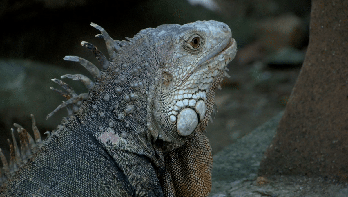 Más de 50 iguanas son las vecinas más antiguas del barrio Tejelo en Medellín