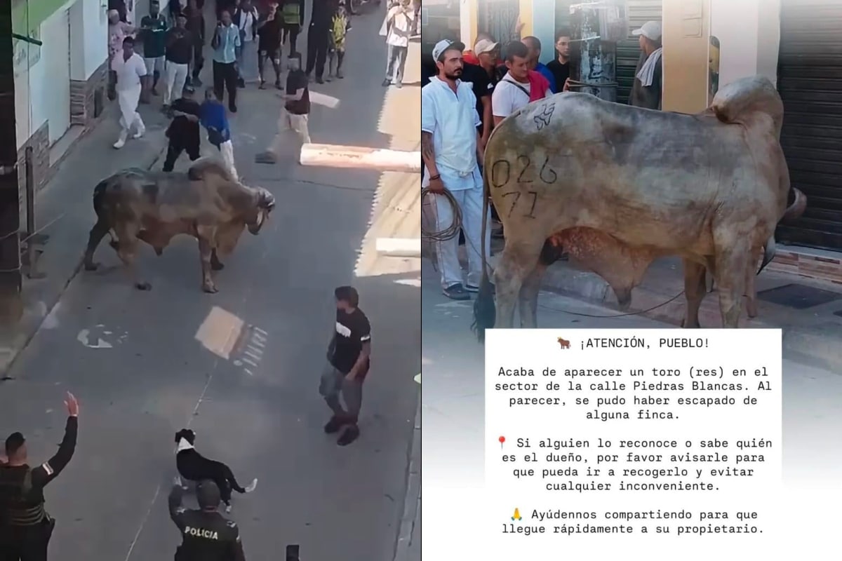 Un toro suelto causa revuelo en Remedios, Antioquia