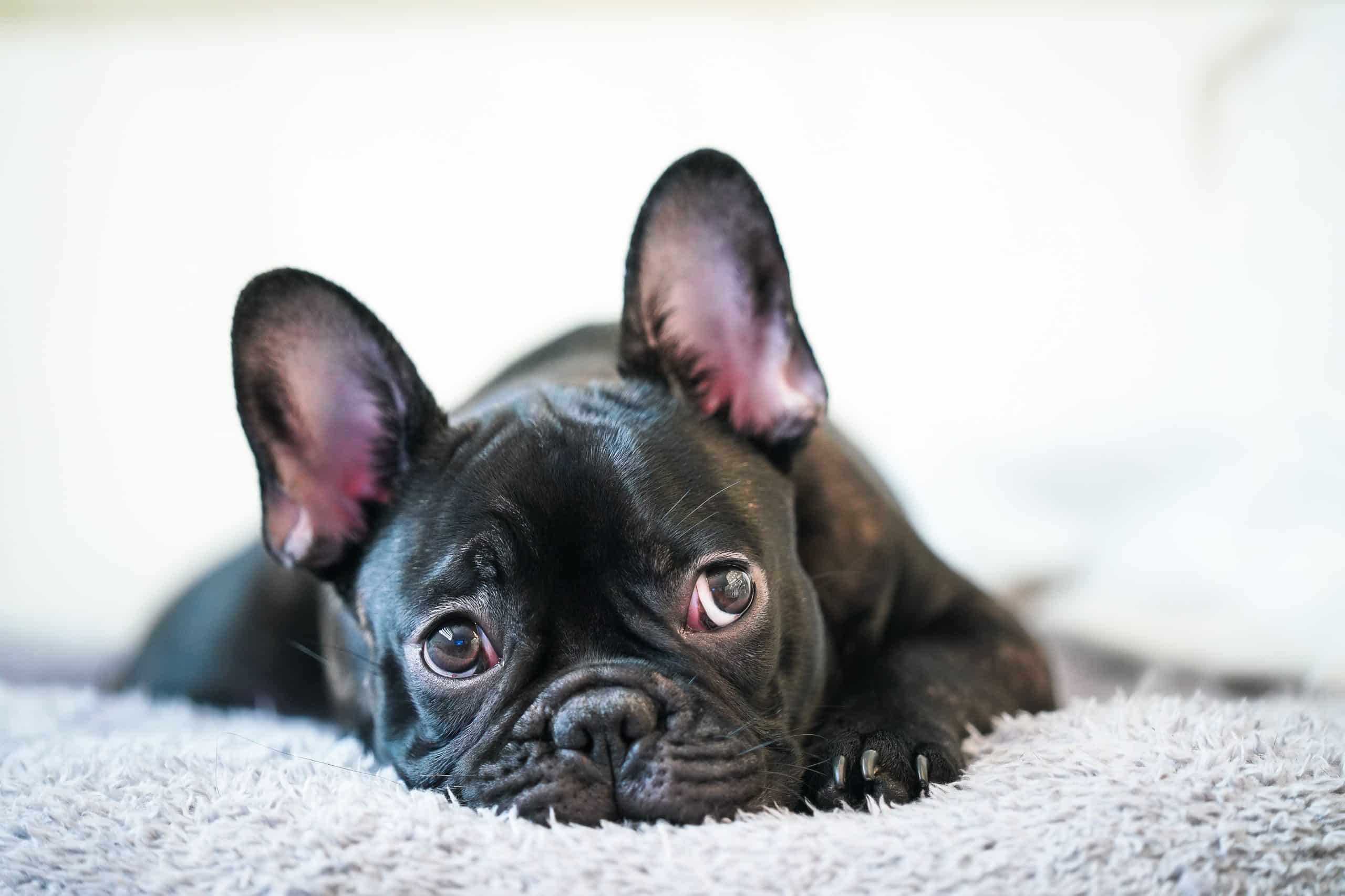 ¿Su perro no le hace caso? Aprenda a conectar con su mascota