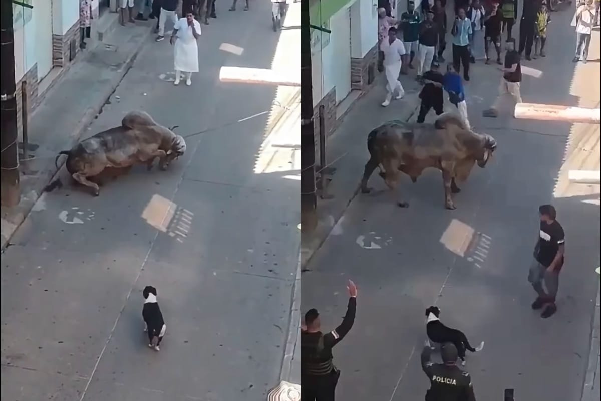 Un toro suelto causa caos en Remedios, Antioquia