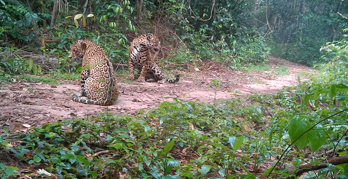 ¡Espectacular! Cámara trampa capta a dos jaguares en pleno apareamiento en Guaviare