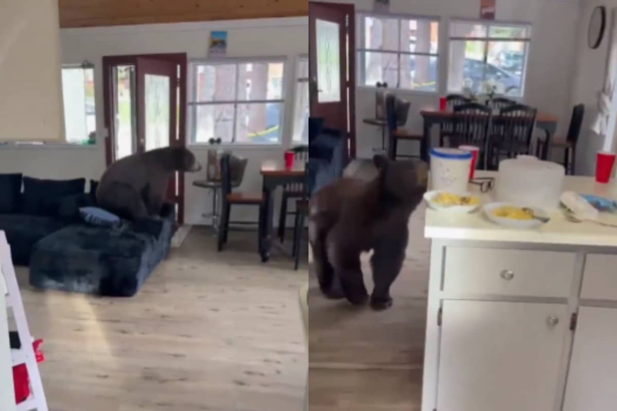  ¡Susto viral! Colombiano grabó a un oso merodeando por su casa en busca de comida