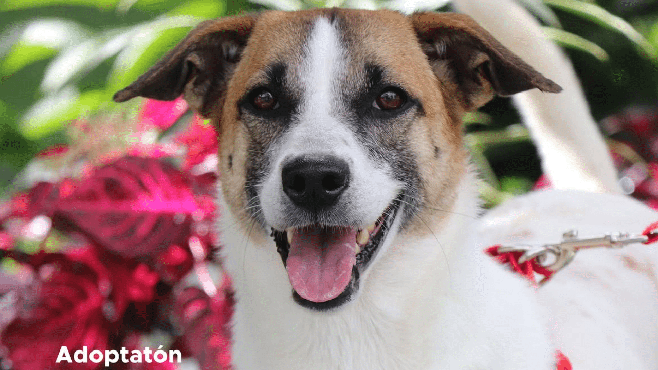 Jornada de adopción en La Perla: 80 animales en busca de un hogar en Medellín