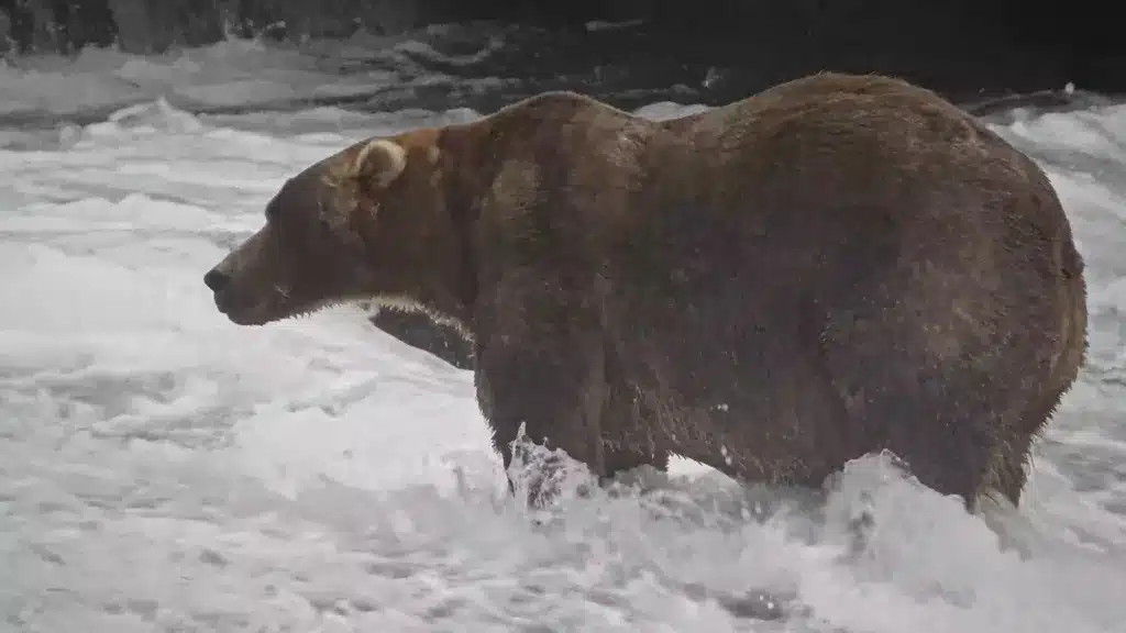 ‘Backpack’ es coronado como el oso más gordo de Alaska