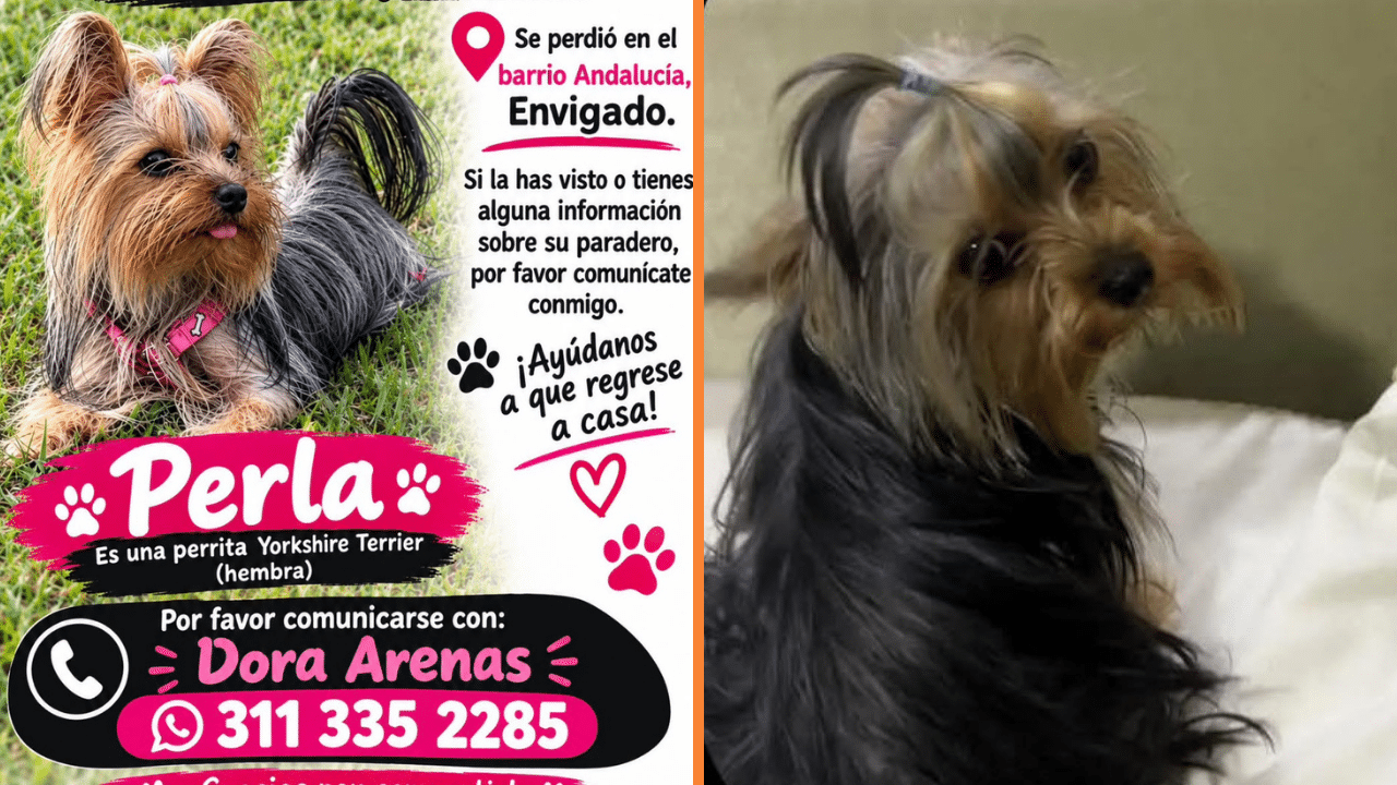 Buscan desesperadamente a Perla mascota extraviada en el barrio Andalucía de Envigado