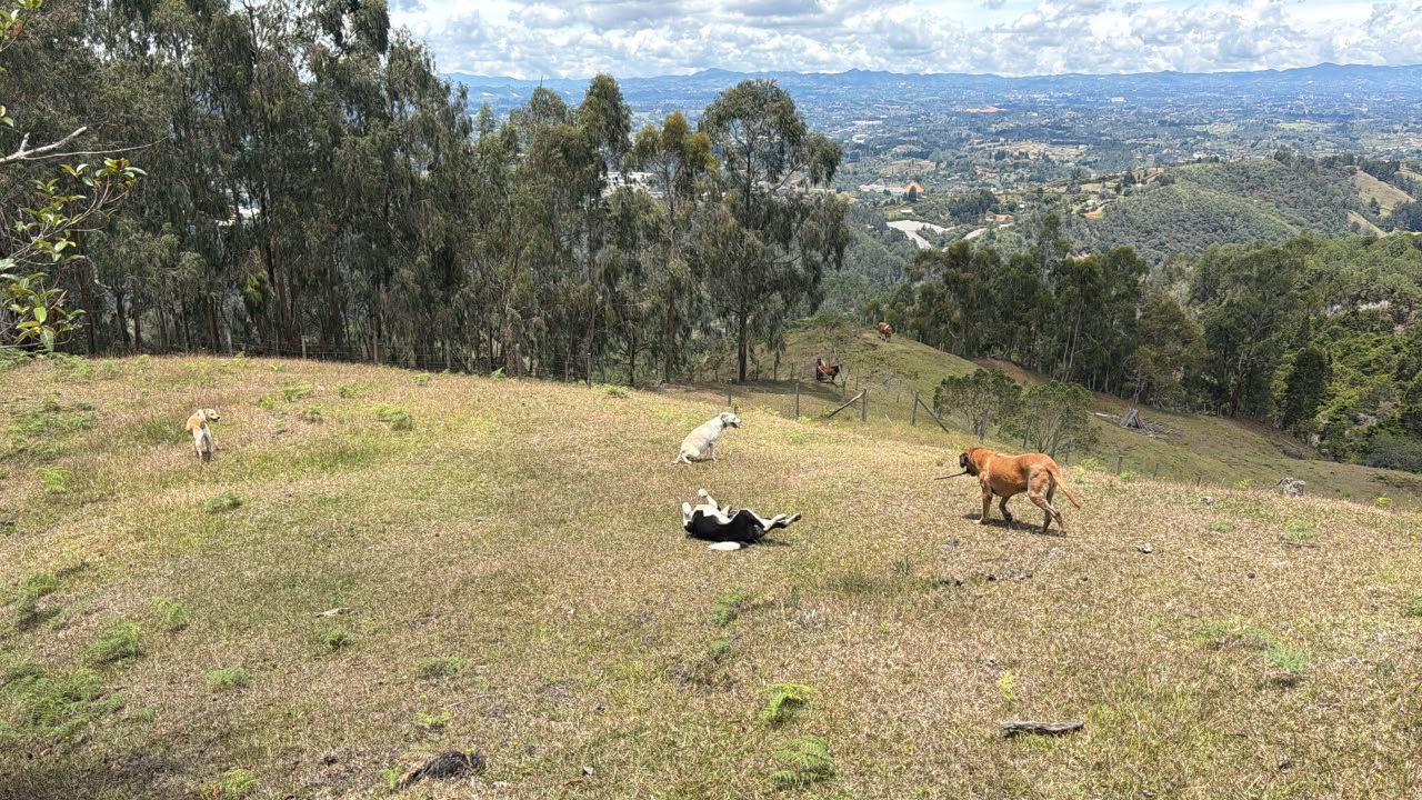 Dejando Huella 20 años rescatando animales del maltrato y el abandono