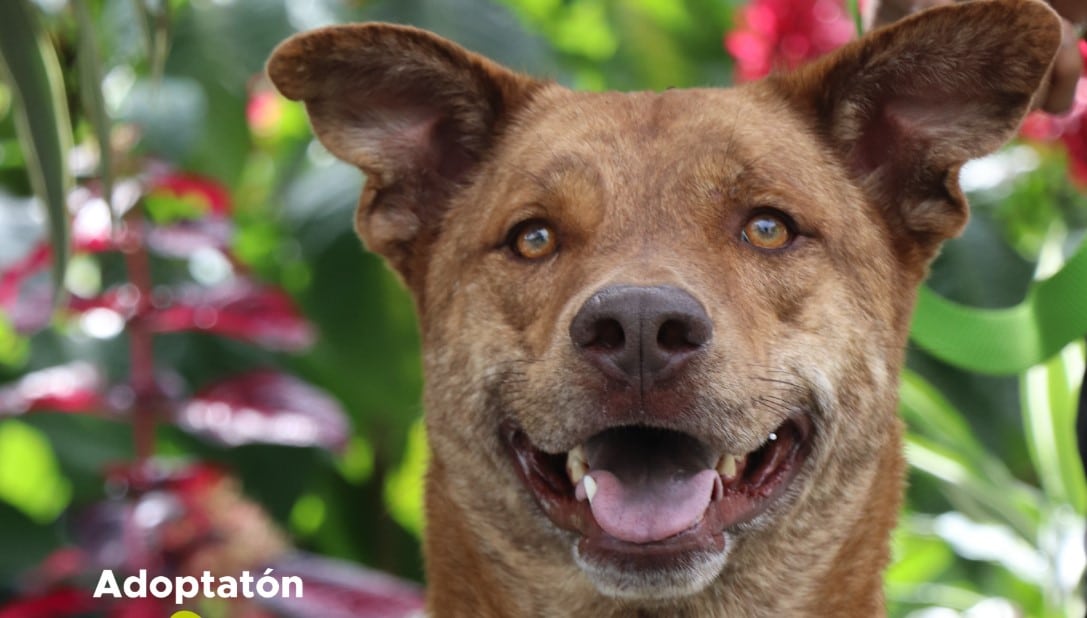 67 perros y gatos encontraron hogar en la adoptatón en Parques del Río