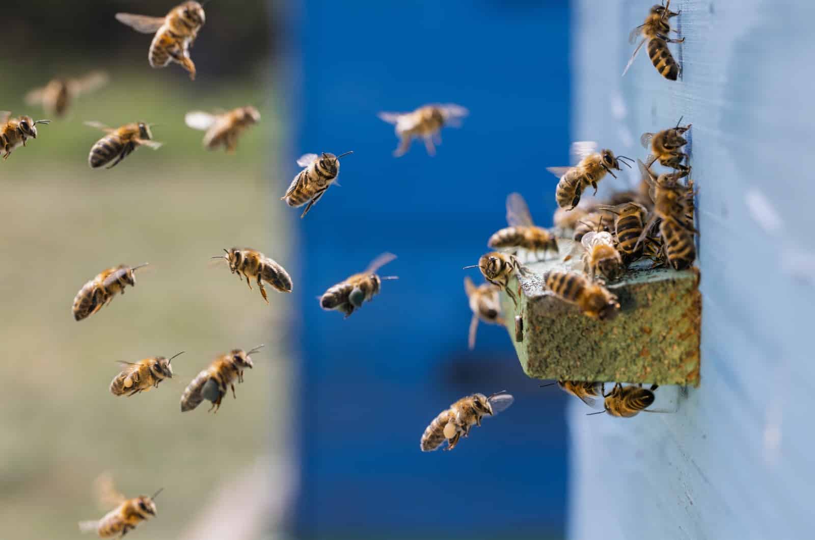 Enjambre de abejas atacó a cerca de diez personas en La Estrella dos están en el hospital
