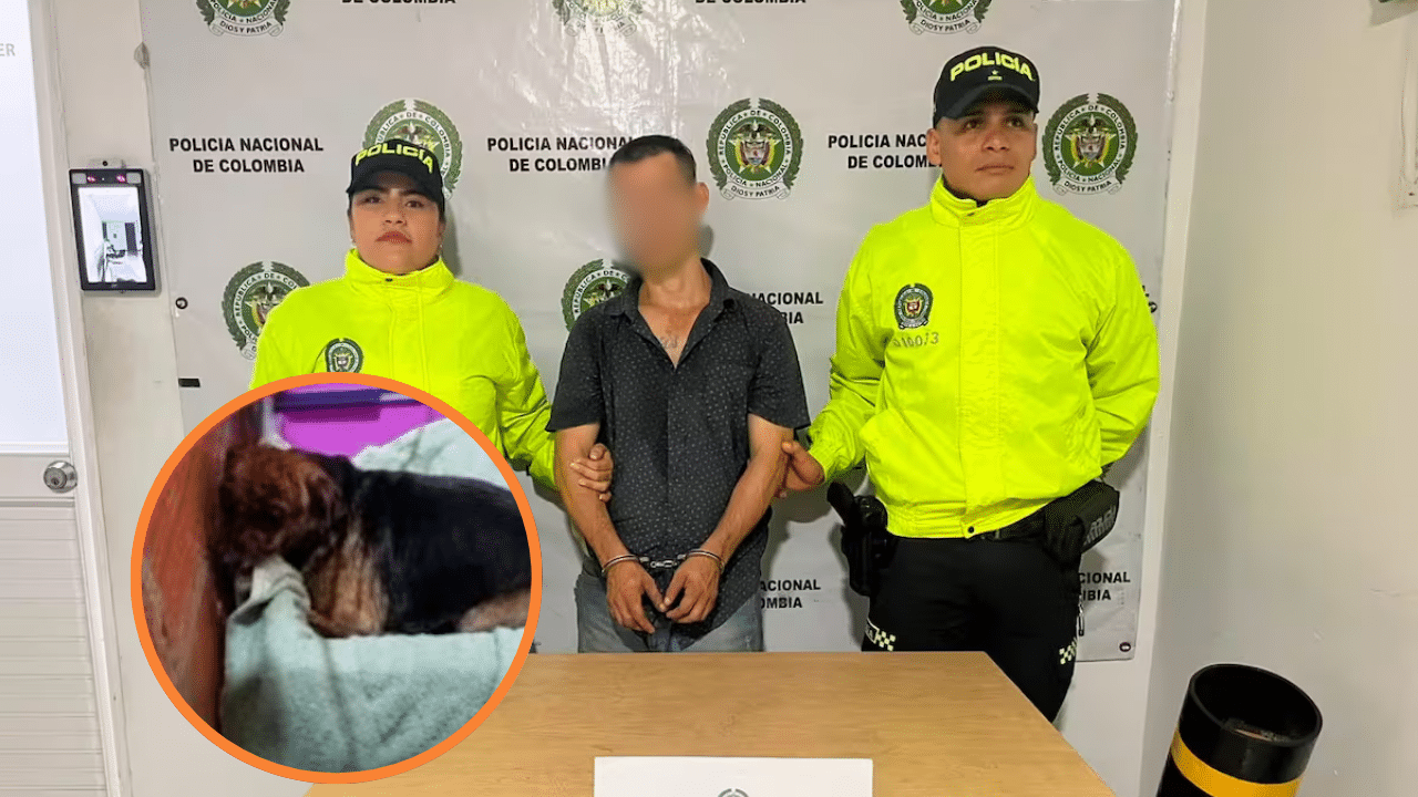 Envían a la cárcel al primer hombre judicializado por abusar sexualmente a un animal en Colombia