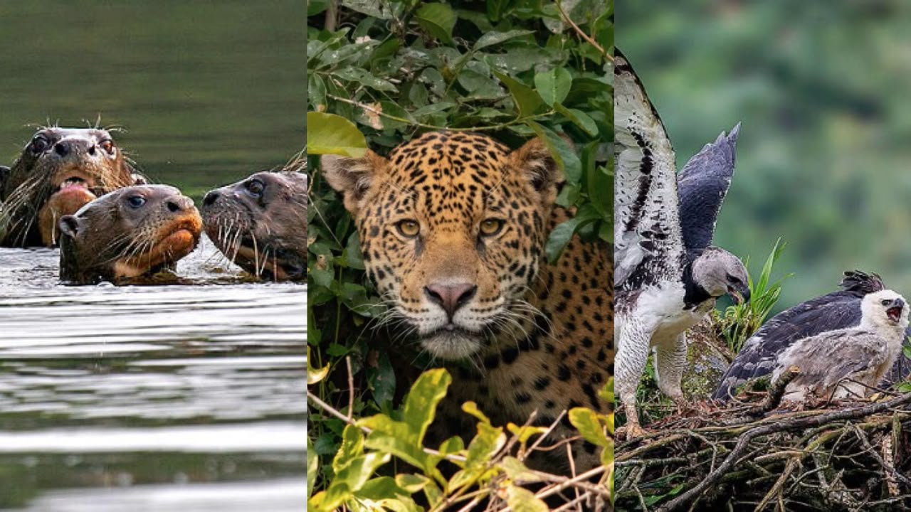 Greenpeace Colombia alerta sobre 3 especies en riesgo en la Amazonía jaguar, nutria gigante y águila arpía