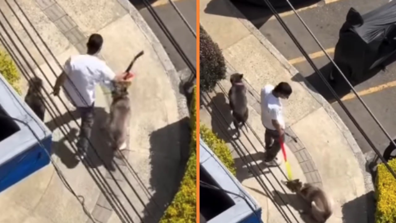 Denuncian presunto maltrato animal en Bello: un caso que conmueve a la comunidad