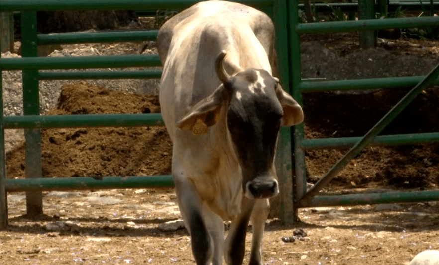 Más de 15 mil animales han muerto por las graves consecuencias del fenómeno de El Niño