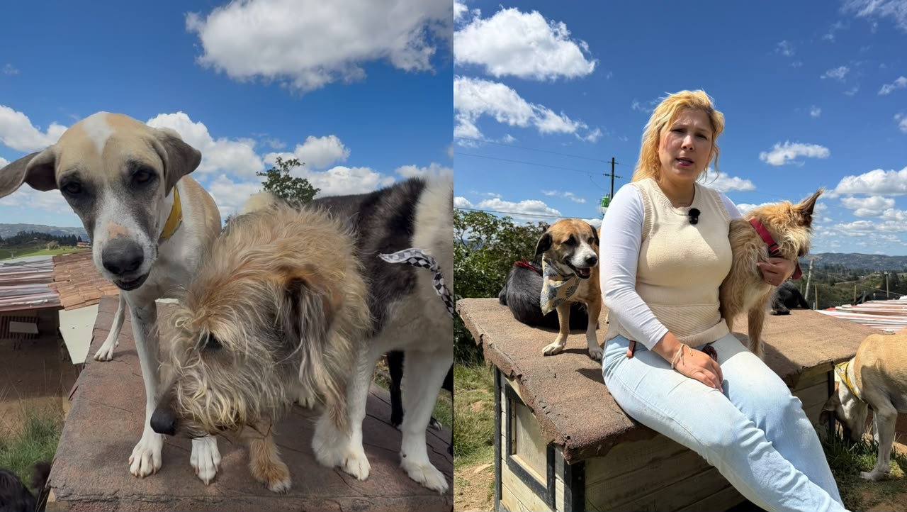 La historia de Lilibet Molina y su misión de rescate de perritos en Medellín