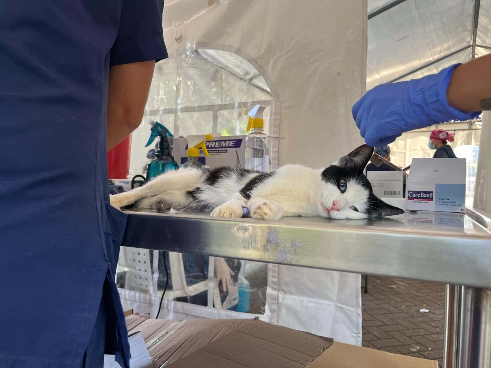 Jornadas de esterilización gratuita de perros y gatos en el Área Metropolitana del Valle de Aburrá