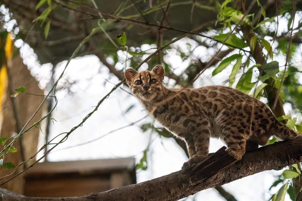 Descubren una nueva especie de gato silvestre en Bolivia