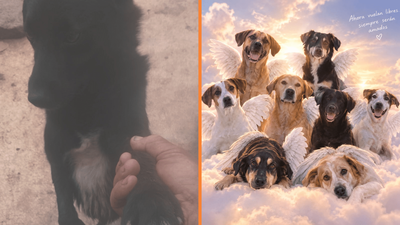 ¡Qué crueldad! Denuncian presunto envenenamiento de nueve perritos en finca de Santa Rosa de Osos