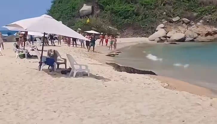 ¡Qué miedo! Un caimán apareció en reconocida playa del Tayrona