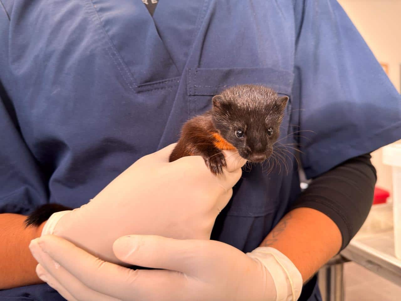 Rescatan a comadreja bebé que fue encontrada en una fábrica en San Antonio de Prado