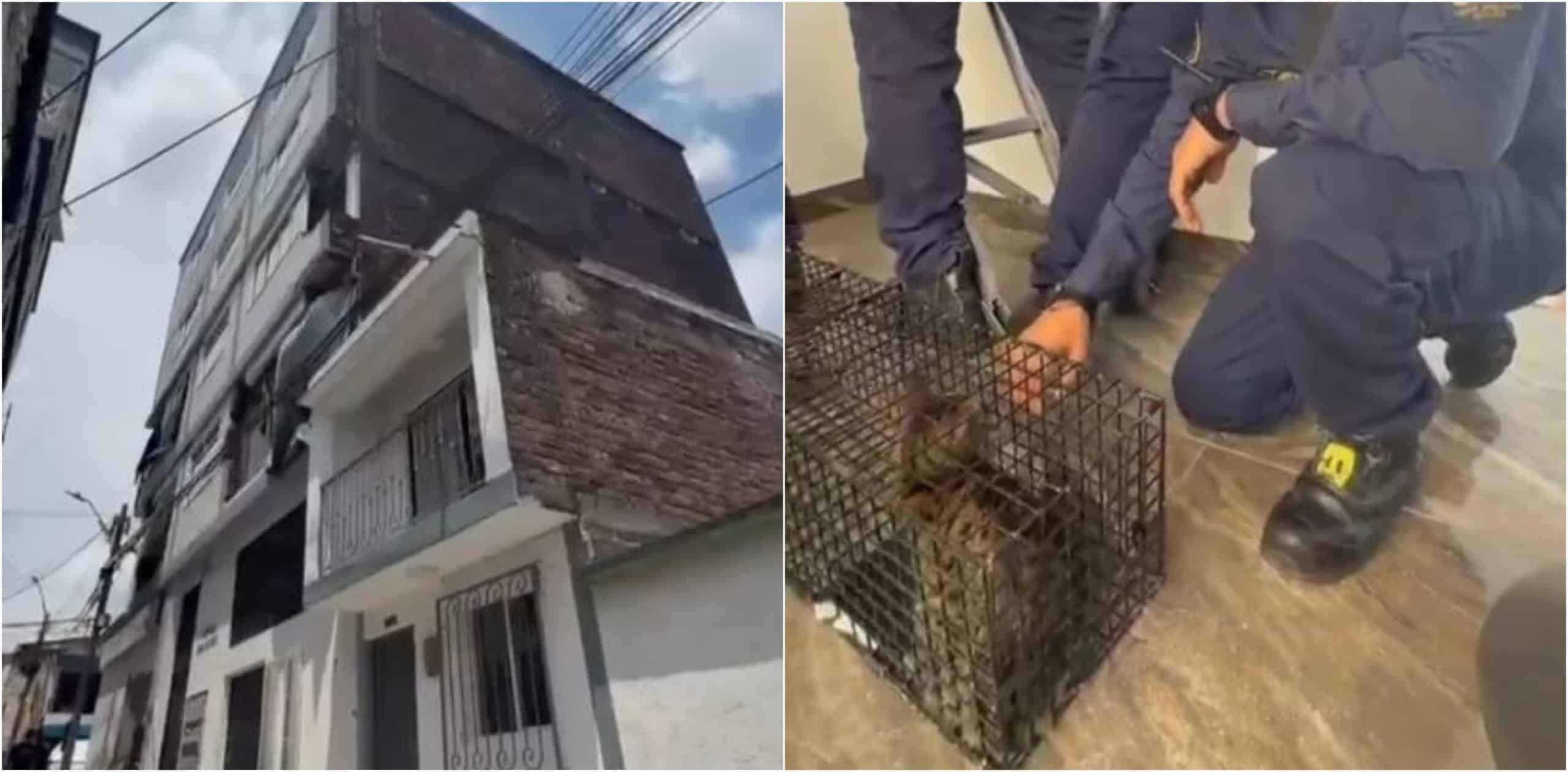 Un milagro Después de 45 días del terremoto rescatan a gatico atrapado en un edificio en Pereira