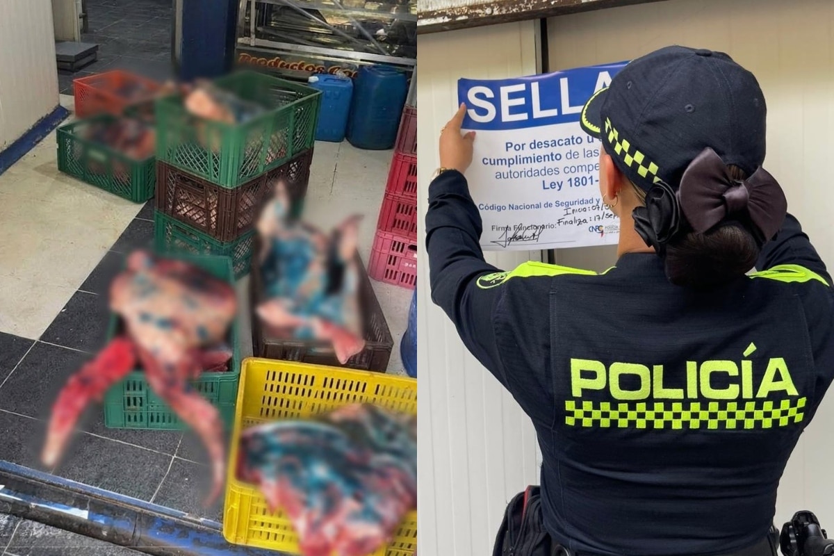 Más de una tonelada de carne de cerdo no apta para consumo fue decomisada y destruida en Bello