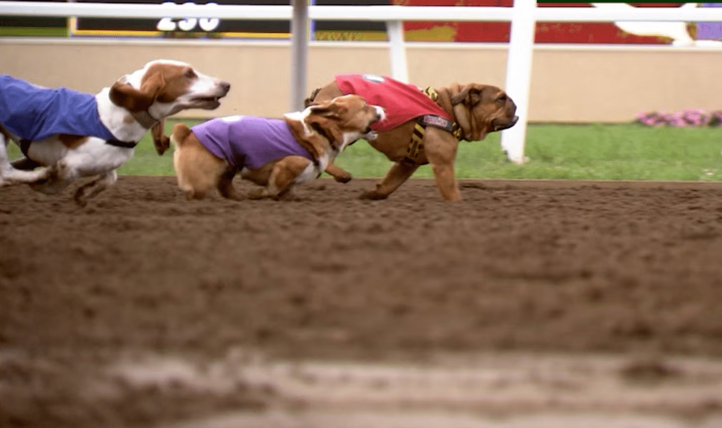 Bulldog gana una carrera tras un caótico final:¿hubo trampa?