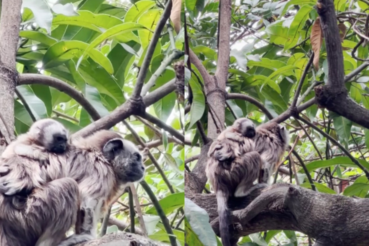 ¡Hermosa! Nace cría de tití gris en el campus de la Universidad de Antioquia
