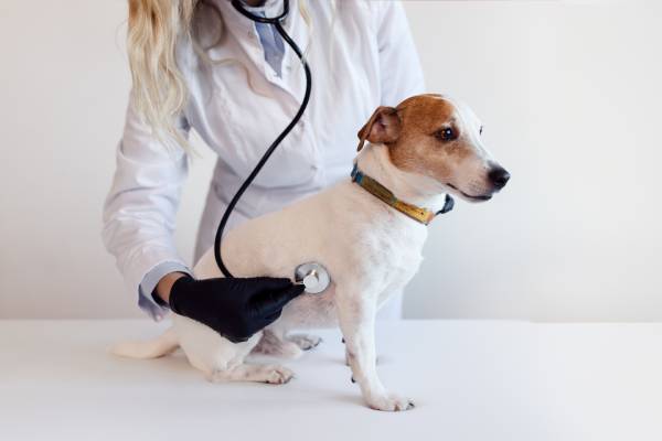 Cuida la salud de tu mascota y detecta males a tiempo