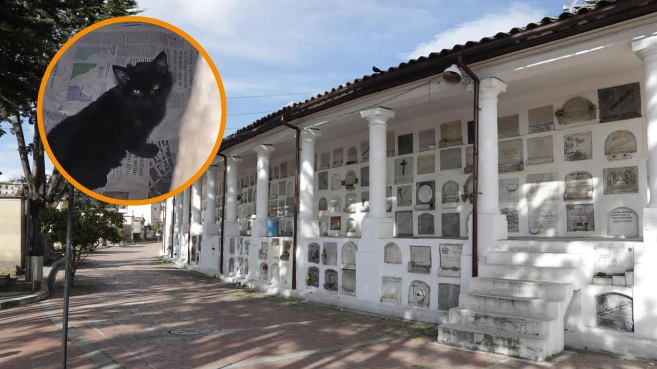 Gatos del Cementerio Central de Bogotá no estarían encerrados en una tumba tras denuncia en redes