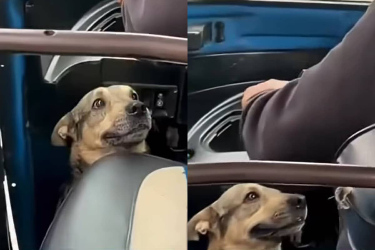 Una fiel compañera de ruta: perrita acompaña a su dueño en su motocarro por las calles de Pitalito